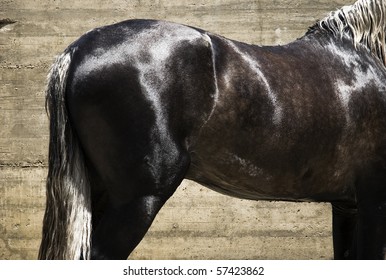A beautiful color photo of a dark brown Andalucian stallion horse with a shiny coat.