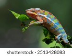 Beautiful color skin of panther chameleon on branch, The panther chameleon on tree, Panther chameleon closeup with natural background