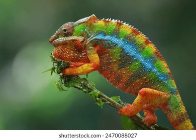 Beautiful color skin of panther chameleon, Male panther chameleon on branch, Panther chameleon closeup - Powered by Shutterstock