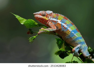 Beautiful color skin of panther chameleon on branch, The panther chameleon on tree, Panther chameleon closeup with natural background - Powered by Shutterstock