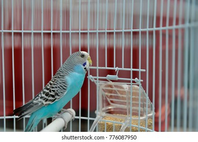 Beautiful Color And Sound,  Of Parakeet In The Cage