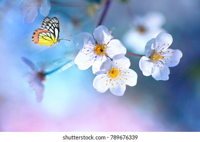 Beautiful colored butterfly in flight and branch of flowering apple tree in spring at Sunrise on light blue and pink background macro. Amazing elegant artistic image nature in spring .
