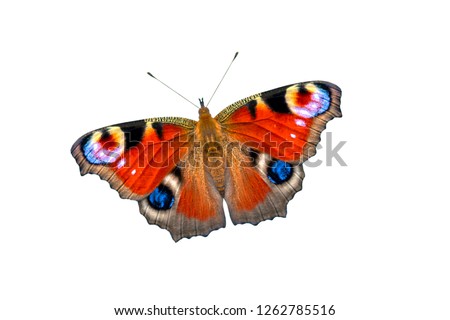 Beautiful colored butterfly on a white background. European Peacock butterfly (Inachis io)