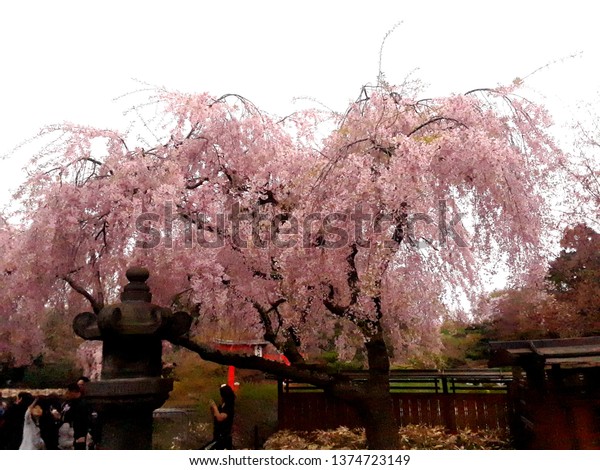 Beautiful Colored Cherry Blossoms Brooklyn Botanic Stock Photo