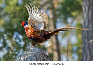 The beautiful colored Cock Pheasant (Phasianus colchicus) ending his mating call with flapping his wings. Uppland, Sweden