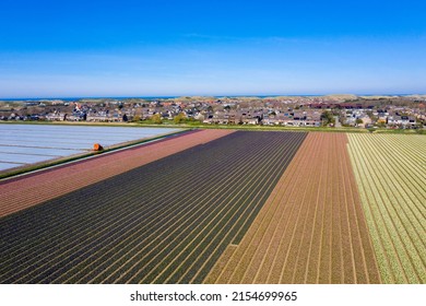 Beautiful colored dutch hyacinth flowers fields landscape in spring. Photo taken with a drone.
