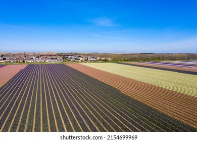 Beautiful colored dutch hyacinth flowers fields landscape in spring. Photo taken with a drone.