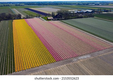 Beautiful colored dutch tulip fields landscape in spring. Photo taken with a drone.

