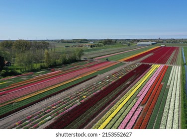Beautiful colored dutch tulip fields landscape in spring. Photo taken with a drone.

