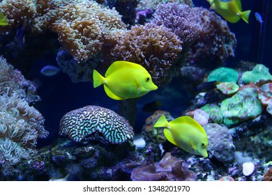 Beautiful Colored Fish Water Underwater World Stock Photo 1348201970 ...