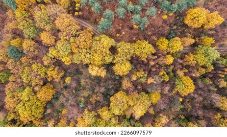 Beautiful colored forest seen from above. Aerial drone footage of Belgian forest in Antwerp in autumn shot by a drone. High quality photo - Shutterstock ID 2266097579