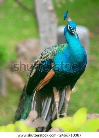 Similar – Foto Bild Schönheit in Blau Pfau