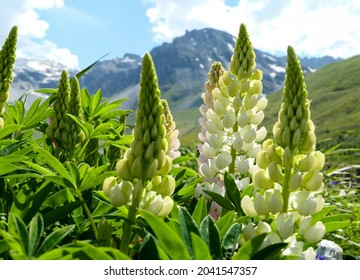 Beautiful colored lupine flower. Close up on group of white lupinus. Deliberately blurred background.
