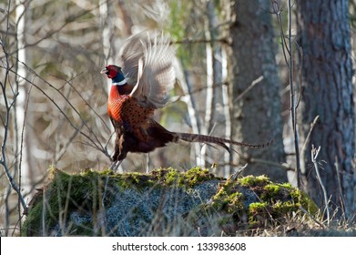 The beautiful colored male Pheasant (Phasianus colchicus) in a typical action when he performs his mating call. Uppland, Sweden