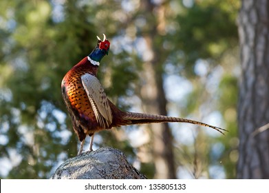 The beautiful colored male Pheasant (Phasianus colchicus) in profile  on the top of the rock performing his mating call.  Uppland, Sweden