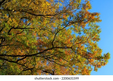 A Lot Of Beautiful Colored Red Hornbeam Trees