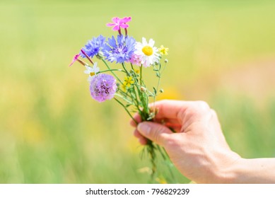 Pick Flower Images Stock Photos Vectors Shutterstock