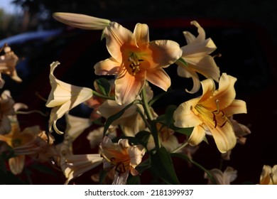 The Beautiful Colored Trumpet  Lily In Shadows
