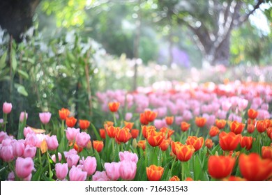 Beautiful Colored Tulip Fields.