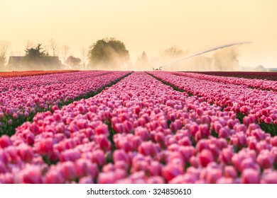 Beautiful Colored Tulip Fields In The Netherlands In Spring At Sunset