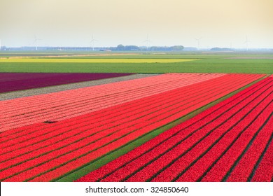 Beautiful Colored Tulip Fields In The Netherlands In Spring