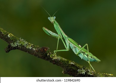 Beautiful colored Zebra Mantis