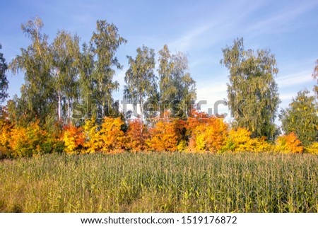 Beautiful colorful autumn forest on a sunny day