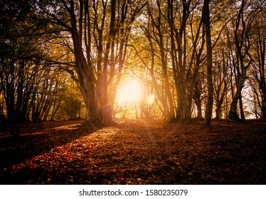 beautiful and colorful autumnal forest with sun beams - sunset background - golden hour - Powered by Shutterstock