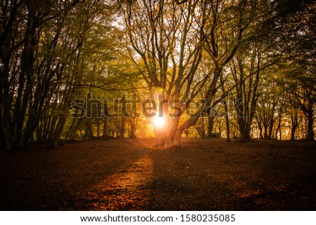 Similar – Herbstspaziergang mit Hund