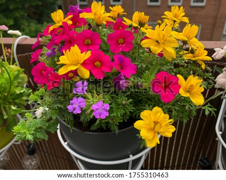 Beautiful colorful balcony flowers in pink yellow purple vibrant color in decorative flower pot white baskets hanging on a balcony fence high angle view, balcony blooming mixed flowers