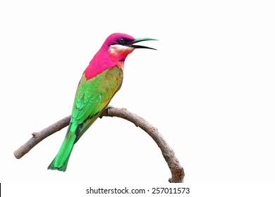 Beautiful Colorful Bird Perching On A Branch On White Background