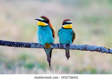 Beautiful colorful birds perched on a branch
