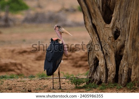 Beautiful colorful Birds in the Tsavo East, Tsavo West and Amboseli National Park in Kenya 