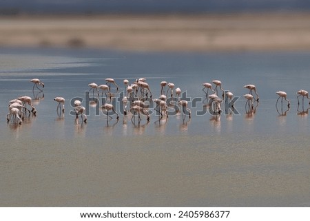 Beautiful colorful Birds in the Tsavo East, Tsavo West and Amboseli National Park in Kenya 