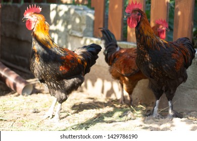 Chicken Coop Images Stock Photos Vectors Shutterstock