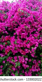 A Beautiful Colorful Bush In A Flower Farm In Kenya