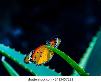 Beautiful colorful Butterfly sitting on a leaf, macro, closeup shot, fresh, nature, animal, insect, wildlife, forest, green plant, texture, detail, lonely, alone, wings spreading, colorful wings