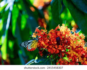 Beautiful colorful Butterfly sitting on a orange flower, macro, closeup shot, fresh, nature, animal, insect, wildlife, forest, green plant, texture, detail, lonely, wings spreading, colorful wings