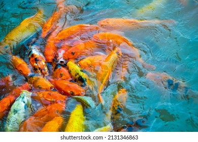 Beautiful Colorful Carp Aquarium Fishes in the Pond Blue Waters