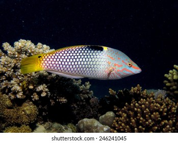 Beautiful And Colorful Chequerboard Wrasse (Labridae)