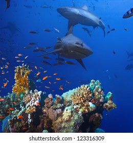 beautiful colorful coral reef and big dangerous aggressive sharks