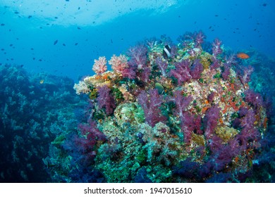 Beautiful, colorful corals on a tropical coral reef . - Shutterstock ID 1947015610