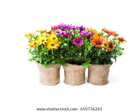 beautiful  colorful daisy flowers in small pots decorated with sackcloth isolated on white 