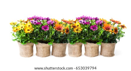 beautiful  colorful daisy flowers in small pots decorated with sackcloth isolated on white 