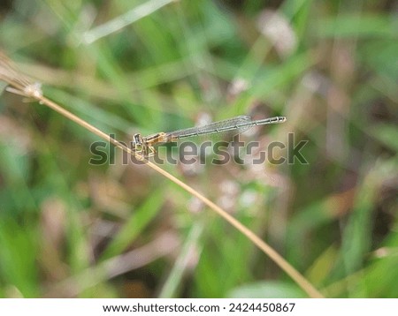 Beautiful colorful damsel fly on grass stalk