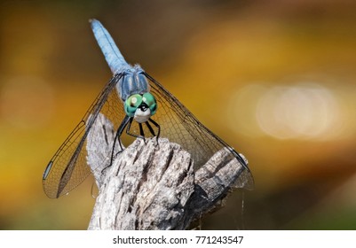 beautiful and colorful dragonfly in a natural setting environment looking for insects or other food