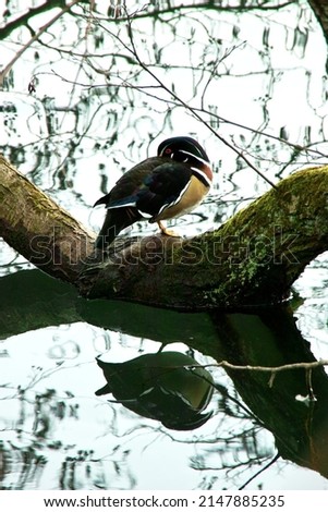 Beautiful colorful duck on treestump near water red yellowwhite and green reflecting in water