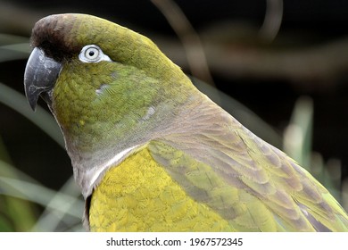 Beautiful And Colorful Echo Parakeet . 