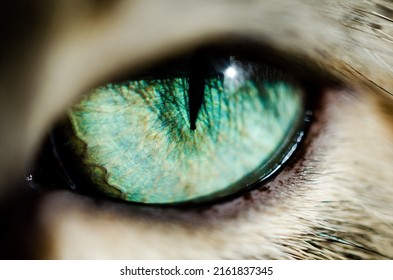 Beautiful Colorful Eye With Macro Photography