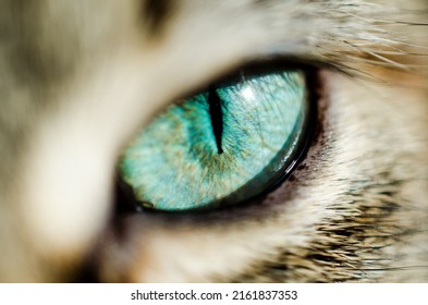 Beautiful Colorful Eye With Macro Photography